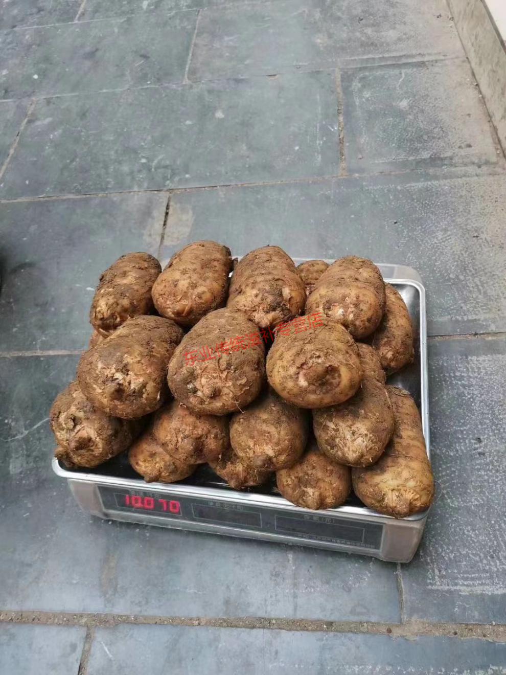 杞里香 云南天麻 小草坝鲜天麻 原生态种植野外生天麻 批发养生之道