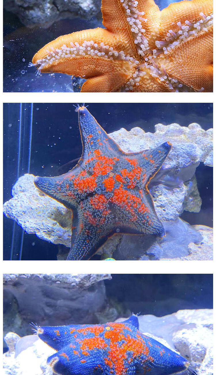 宠以沫chongyimo海星活宠物活体野生海水鱼缸迷你海洋生物观赏动物活