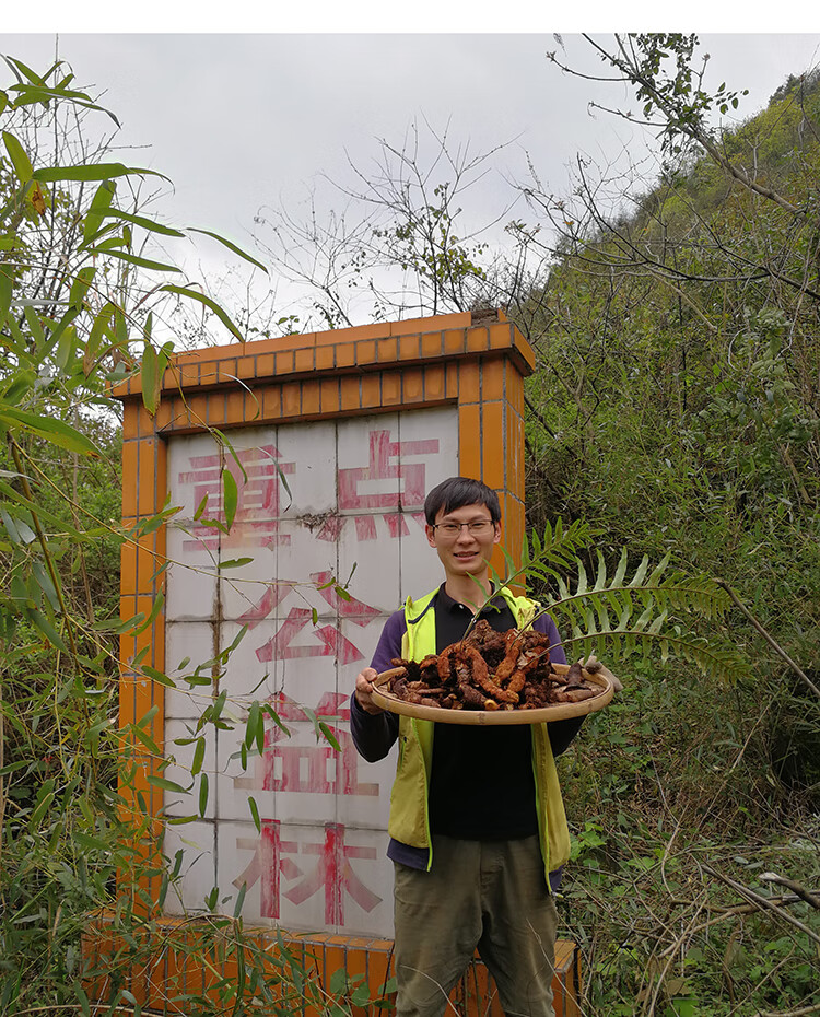 深山骨碎补现挖爬岩姜巴岩姜毛姜猴子姜申姜骨碎