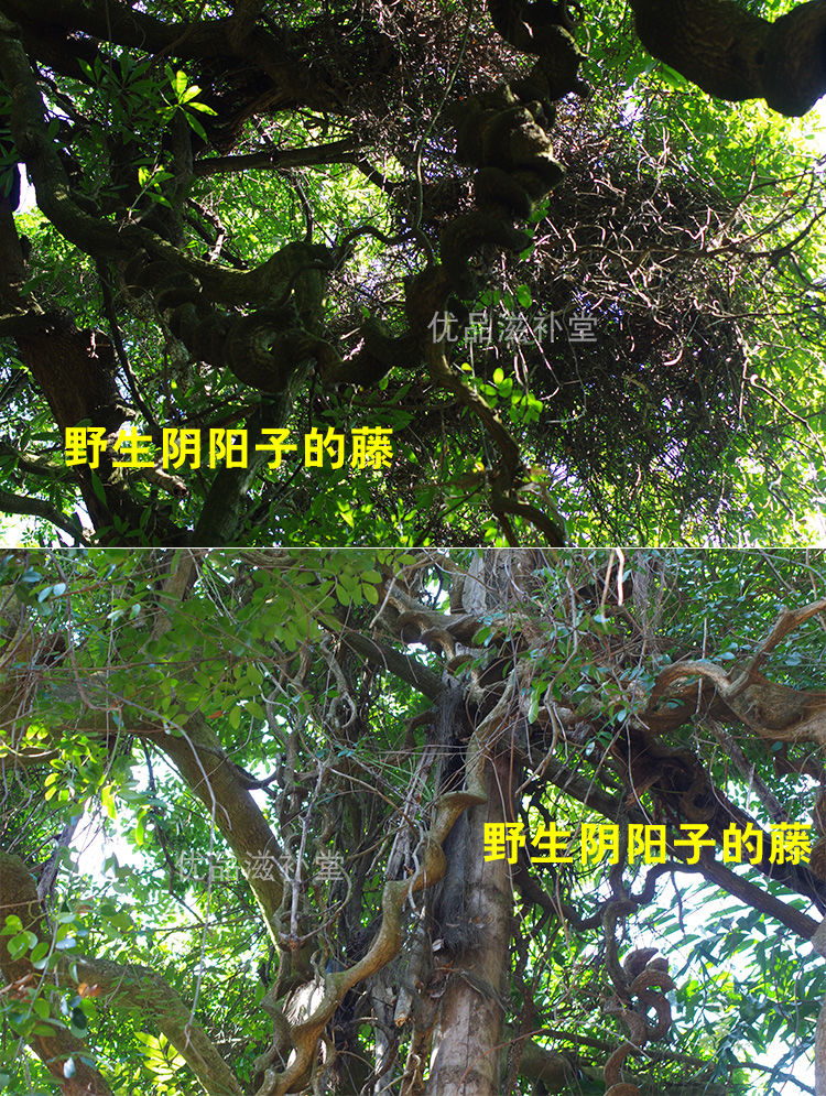 之君广西野生阴阳子榼藤子250g500g木腰子过江龙子龙凤籽风流果双肾子