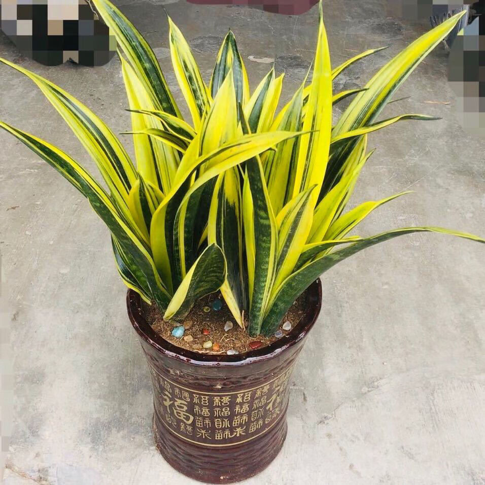 黄金虎皮兰盆栽稀有虎尾兰净化空气盆景新房室内 绿植 黑金刚3棵8-10