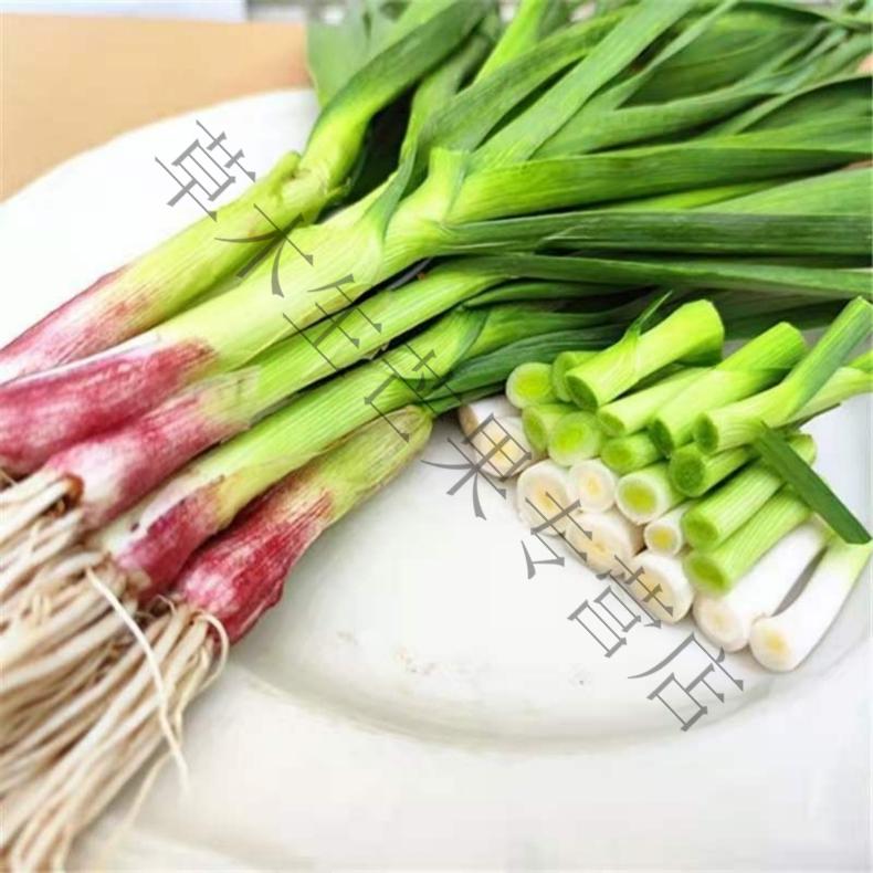 湖北特产本地新鲜红皮蒜苗农家自种绿色小香紫皮蒜4斤