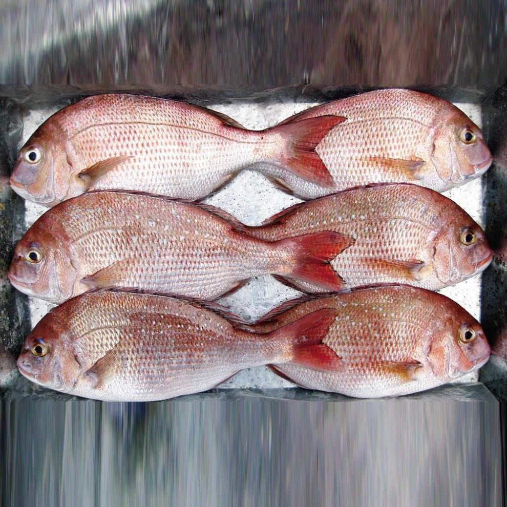 红加吉鱼新鲜冷冻赤棕鱼冰鲜红立鱼真鲷鱼海鱼类海鲜铜盆鱼腾旺纳跃