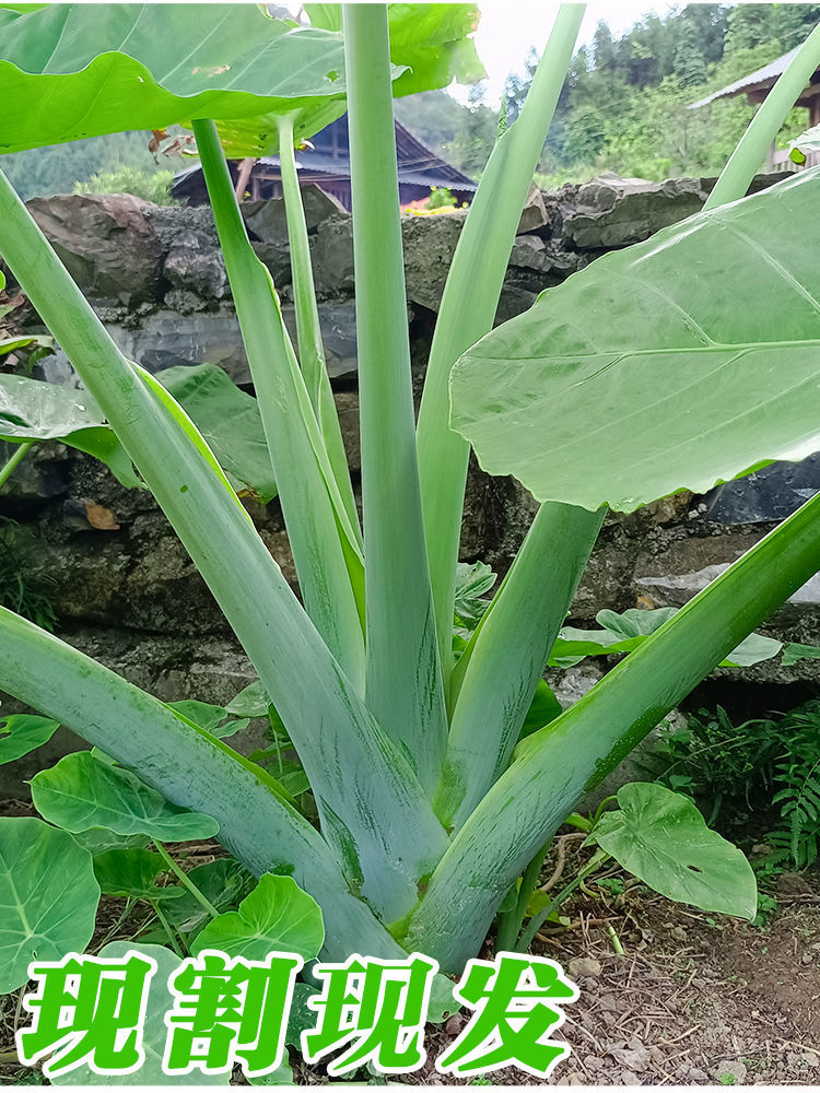 广菜3斤贵州新鲜特产蔬菜1斤农家自种芋荷芋梗白玉