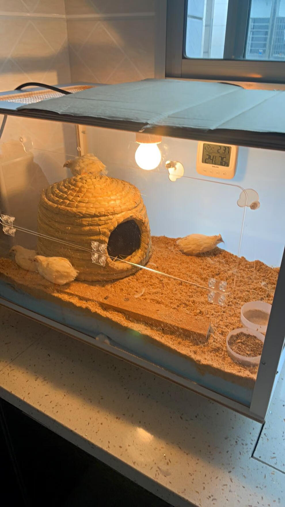 芦丁鸡保温箱实木保温爬宠亚克力鹌鹑育雏小鸟鹦鹉全自动控温饲养箱