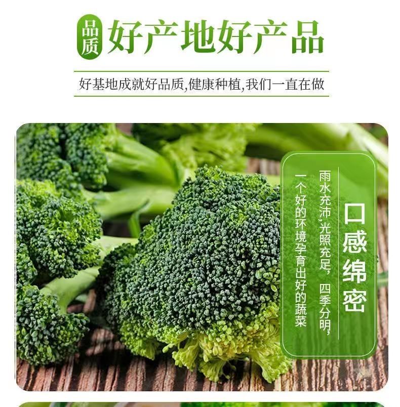 新鲜西兰花蔬菜西蓝花白花菜菜花花椰菜农家绿色营养丰富现摘现发白菜