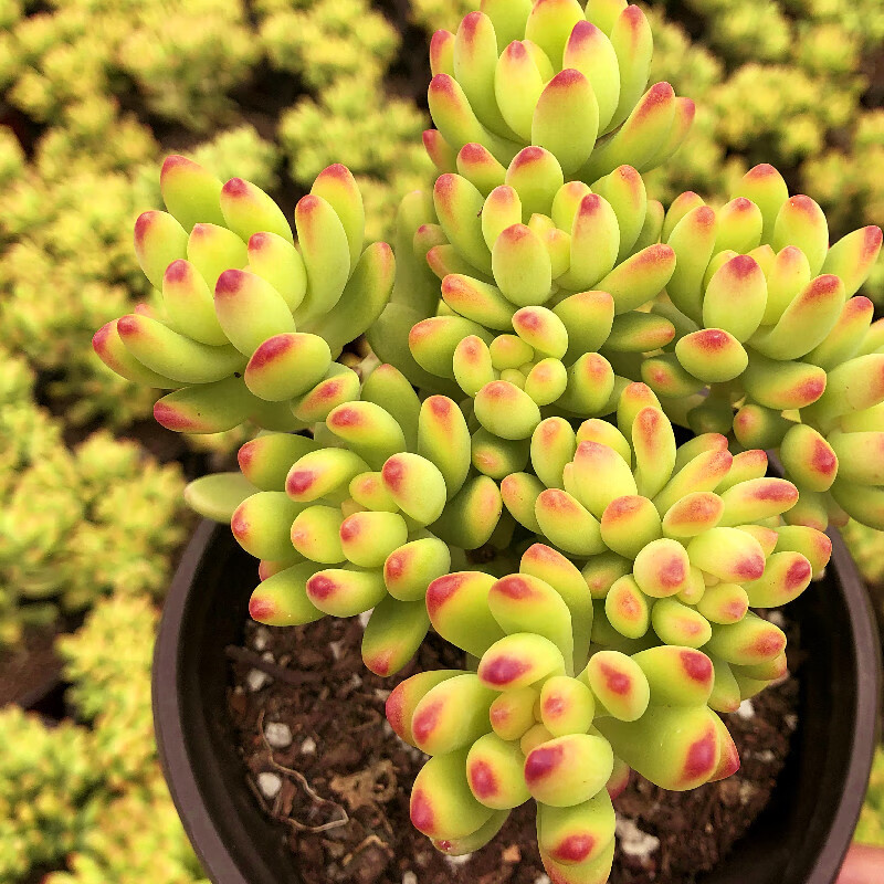 春萌多肉柠檬手指多肉植物群生老桩室内客厅带香味四季盆栽