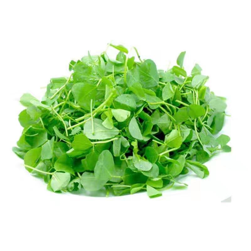 金花菜草头种子三叶秧草大叶黄花菜苜蓿上海特产母齐头春秋季蔬菜