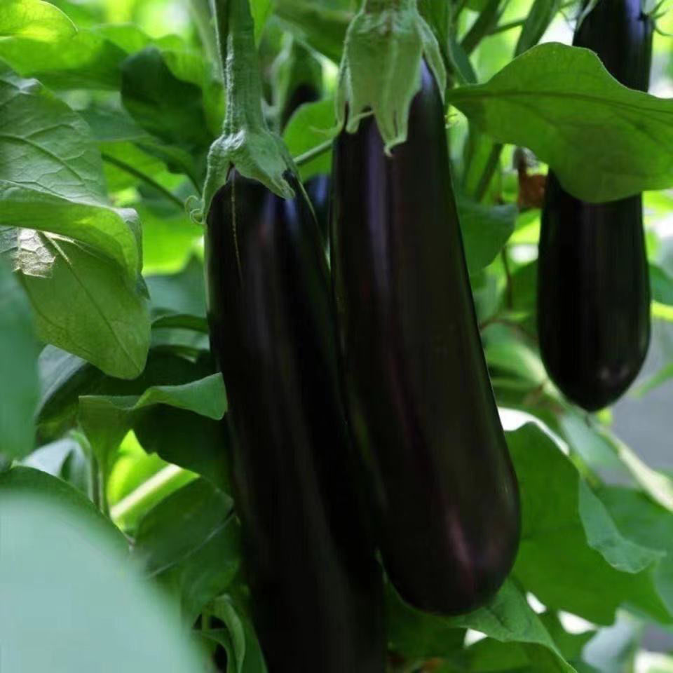 直发新鲜长茄子不会打狙茄子农家自种长线大茄子黑嫩现摘蔬菜圆茄