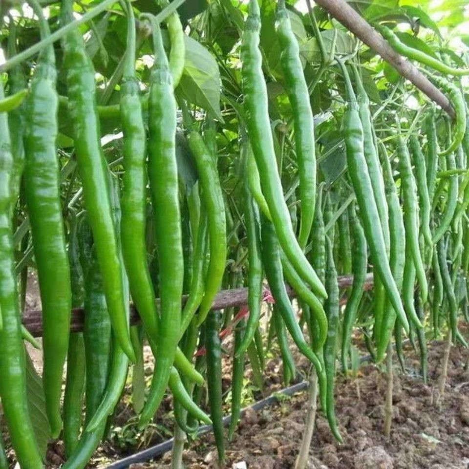 长线椒种子香辣王湖南辣椒种籽杭椒超长特高产春夏秋冬辣椒树种子超长