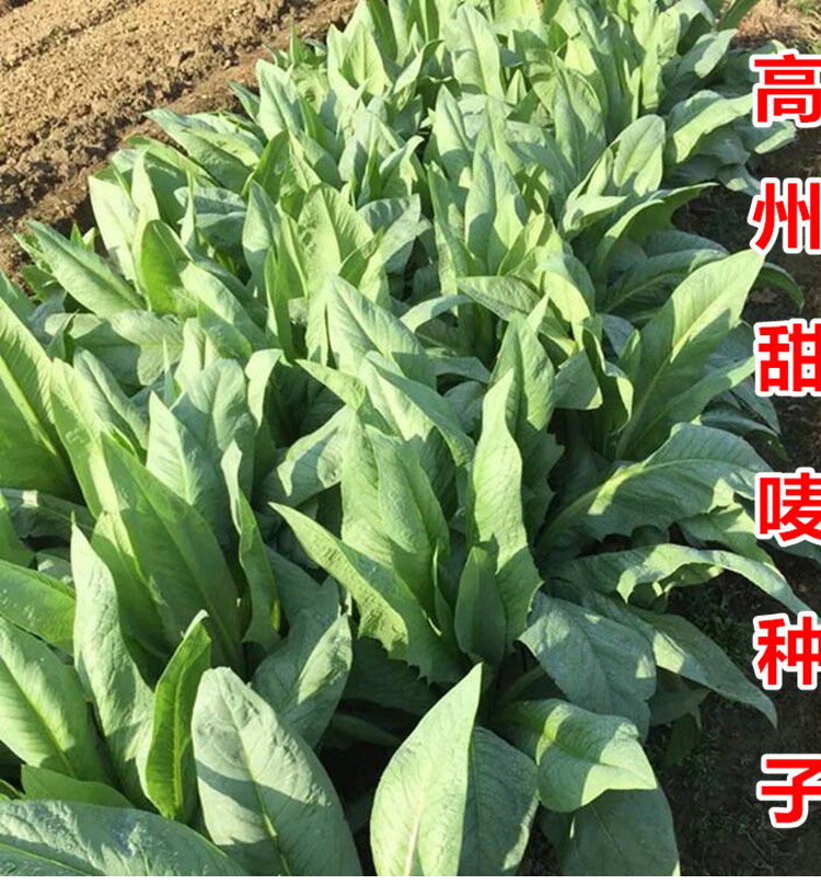 正宗高州甜唛菜种子甜麦菜种籽苦麦菜种唛菜籽高州唛菜特色软嫩爽