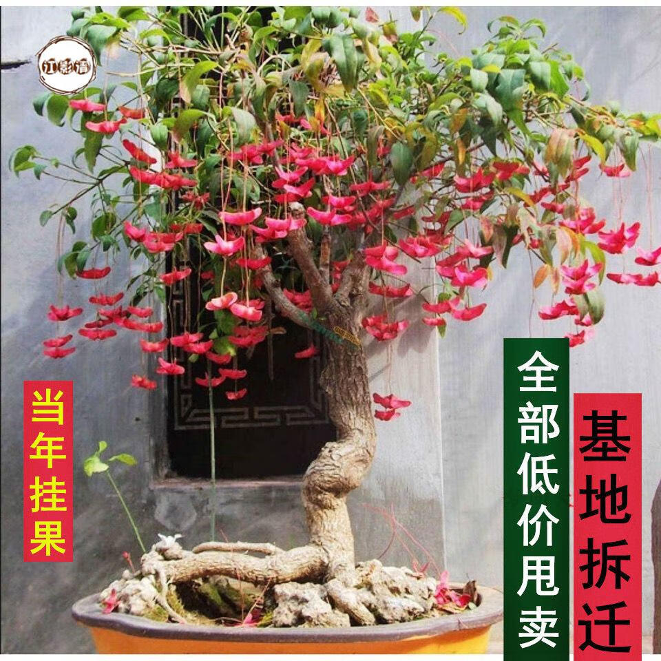 原生金丝吊蝴蝶盆景树苗蝴蝶盆景丝棉木树桩鲜活垂丝卫矛花卉盆栽ty