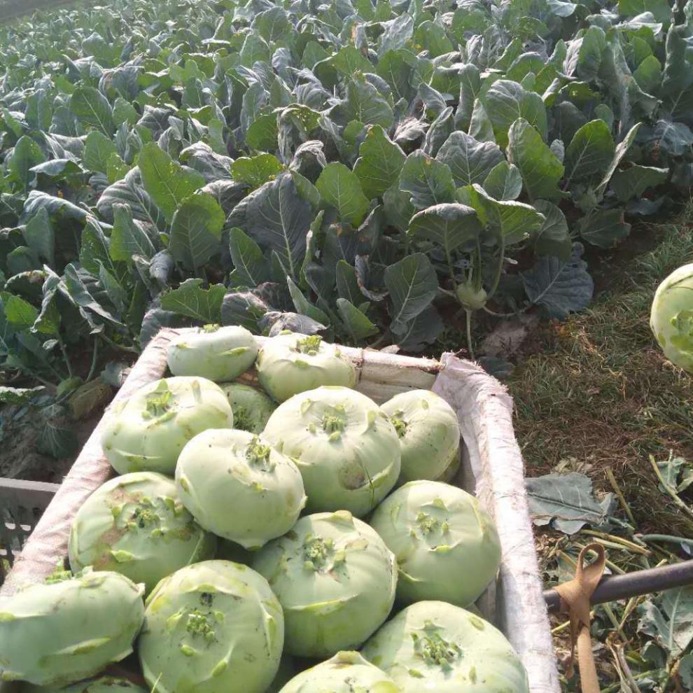 苤蓝 新鲜农家自种苤蓝疙瘩大头菜甘蓝下饭菜整箱生鲜团建送礼 实惠5