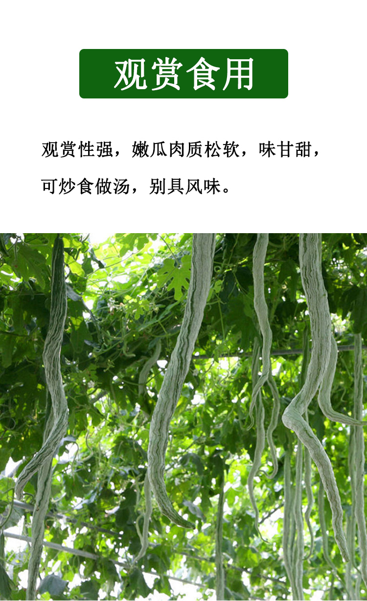 特长蛇瓜种子蛇豆种子蔬菜种子盆栽观赏遮阴爬藤四季蔬菜种子蛇豆种子