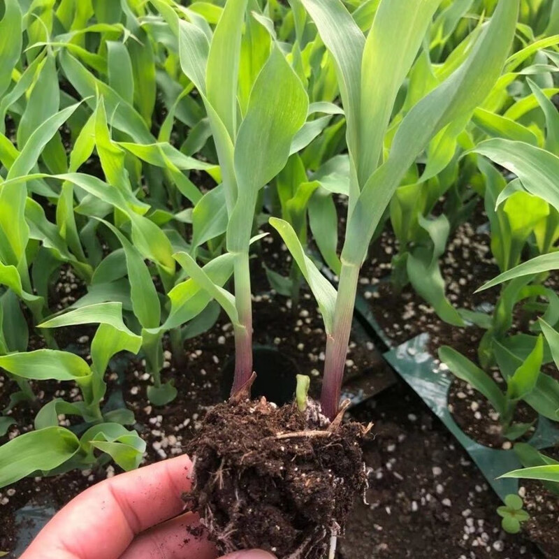 水果玉米苗新鲜甜糯玉米种子春秋四季盆栽阳台空心菜辣椒番茄秧苗扁豆