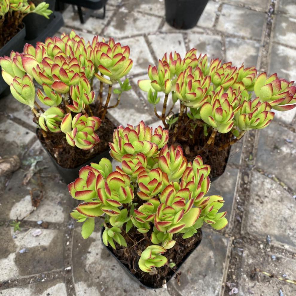 小天狗多肉植物群生带红边颜色4盆厚叶小天狗团购裸根不带土
