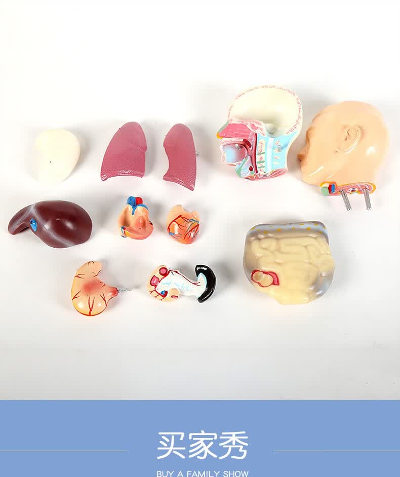 医学教学人体模型科普款大脑内脏解剖器官拆卸仿真教具人偶摆件 45cm