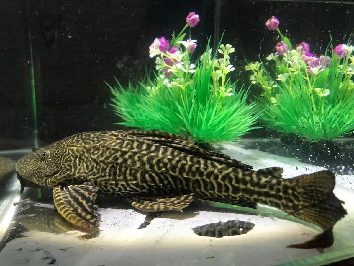 【京选好物】活体大尺寸清道夫鱼淡水鱼缸清洁工专吃鱼粪除藻净化水质