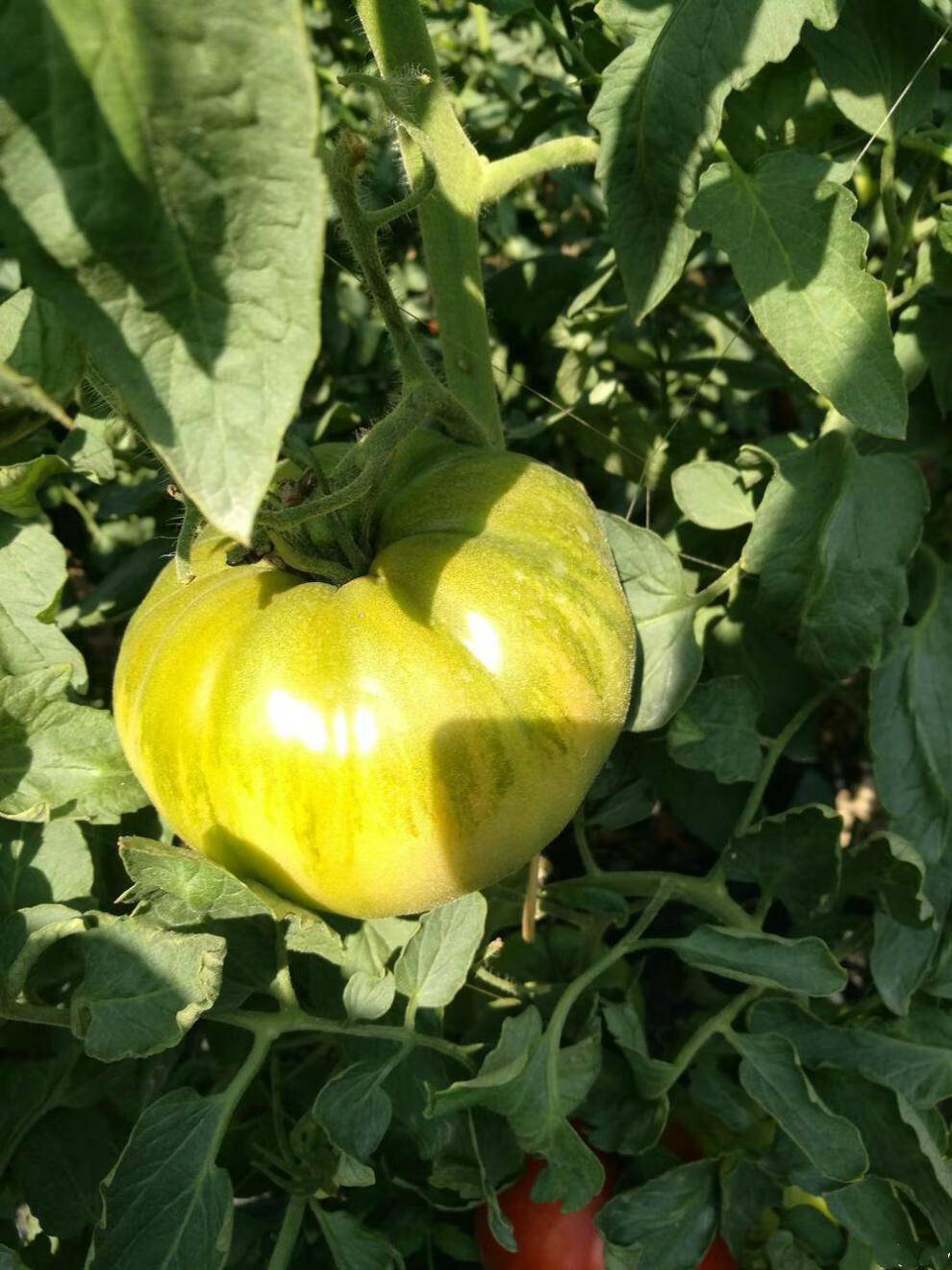 潮汕自然熟马蹄番茄西红柿新鲜生吃露天孕妇宝宝农家水果蔬菜 5斤(兼