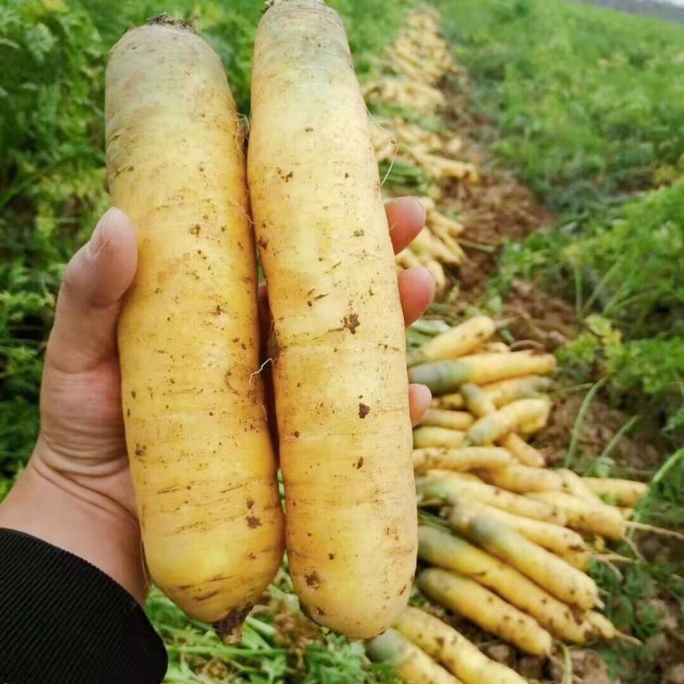 精选生鲜现挖山西黄胡萝卜新鲜蔬菜宝宝辅食2斤5斤10斤绿色水果萝卜