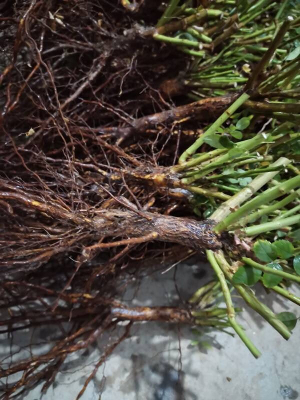 蔷薇实生根 月季嫁接砧木 盆景提根 1.5～2.