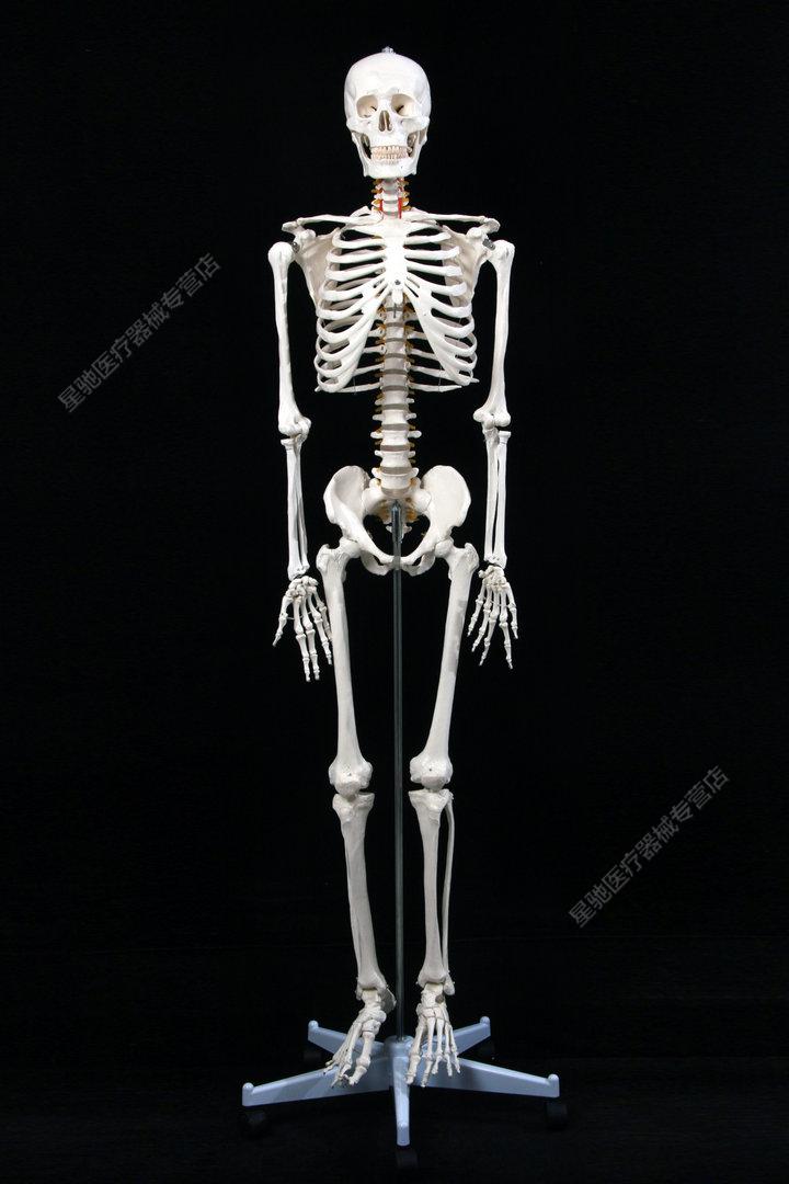 人体骨骼背面高清图图片