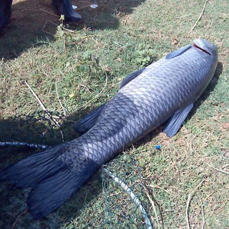 lism【微山湖野养乌青】正宗淡水大乌青 青厚 螺蛳青大青鱼黑皖青棒鱼