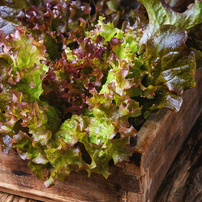 [淄博馆] 红叶生菜2斤装 罗莎红 紫叶生菜 新鲜蔬菜沙拉食材 红叶生菜