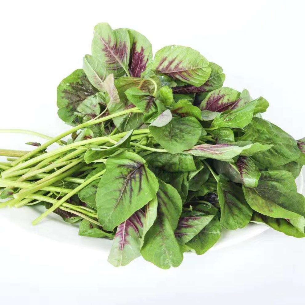 苋菜种子红圆叶红柳叶青柳叶苋菜种籽四季播田园农家汉菜蔬菜种子