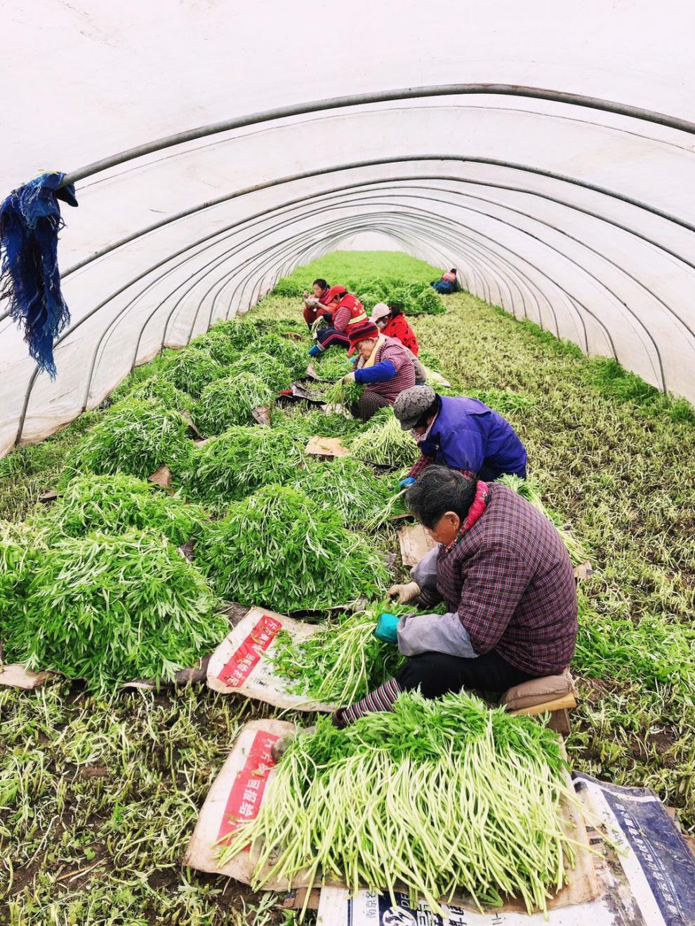 南京八卦洲新鲜芦蒿蔬菜泥蒿藜蒿农家 3斤 去叶去根净芦蒿【图片 价格