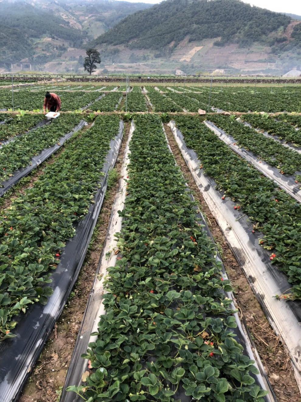 京鮮配現貨非丹東大涼山牛奶草莓高山露天奶油草莓新鮮現摘批發商用