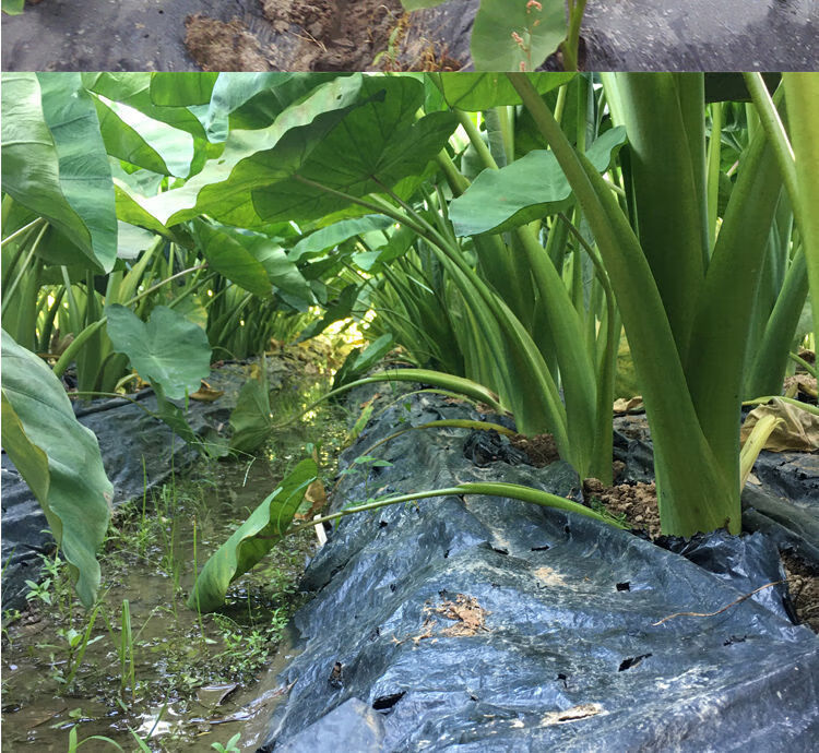 正宗广西荔浦芋头种子苗种植苗槟榔紫藤香芋新鲜蔬菜种苗育苗秋颖2斤