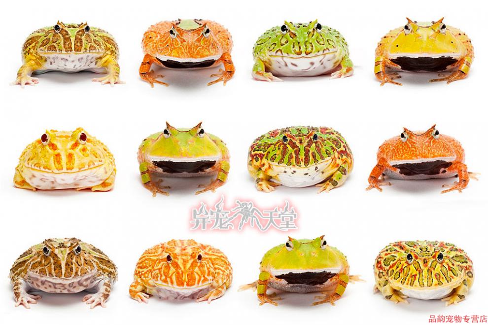 宠医推荐活体宠物角蛙绿角蛙黄金角蛙皮卡丘宇治蝴蝶钟角霸王变异巴西