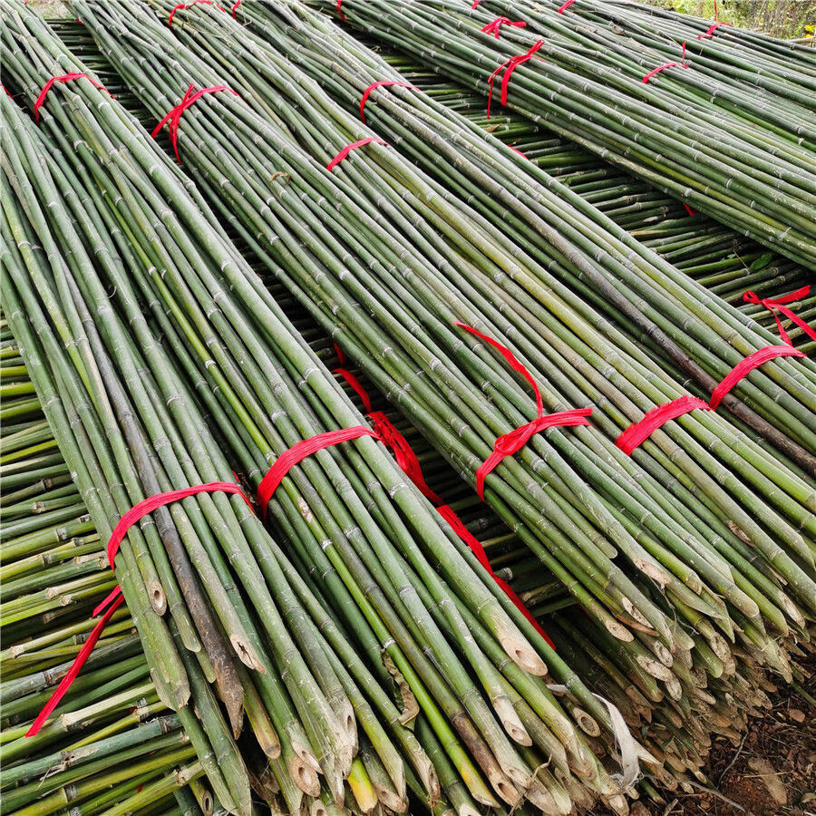 竹竿子搭架菜园竹片竹竿杆细竹条豆角黄瓜西红柿瓜果蔬菜爬藤架彩115