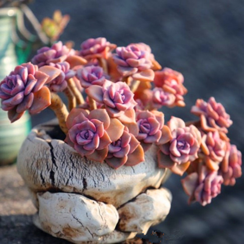 桃蛋多肉精品贵货老桩稀有品种肉肉植物盆景老桩桃美人腰子蛋桃蛋多头