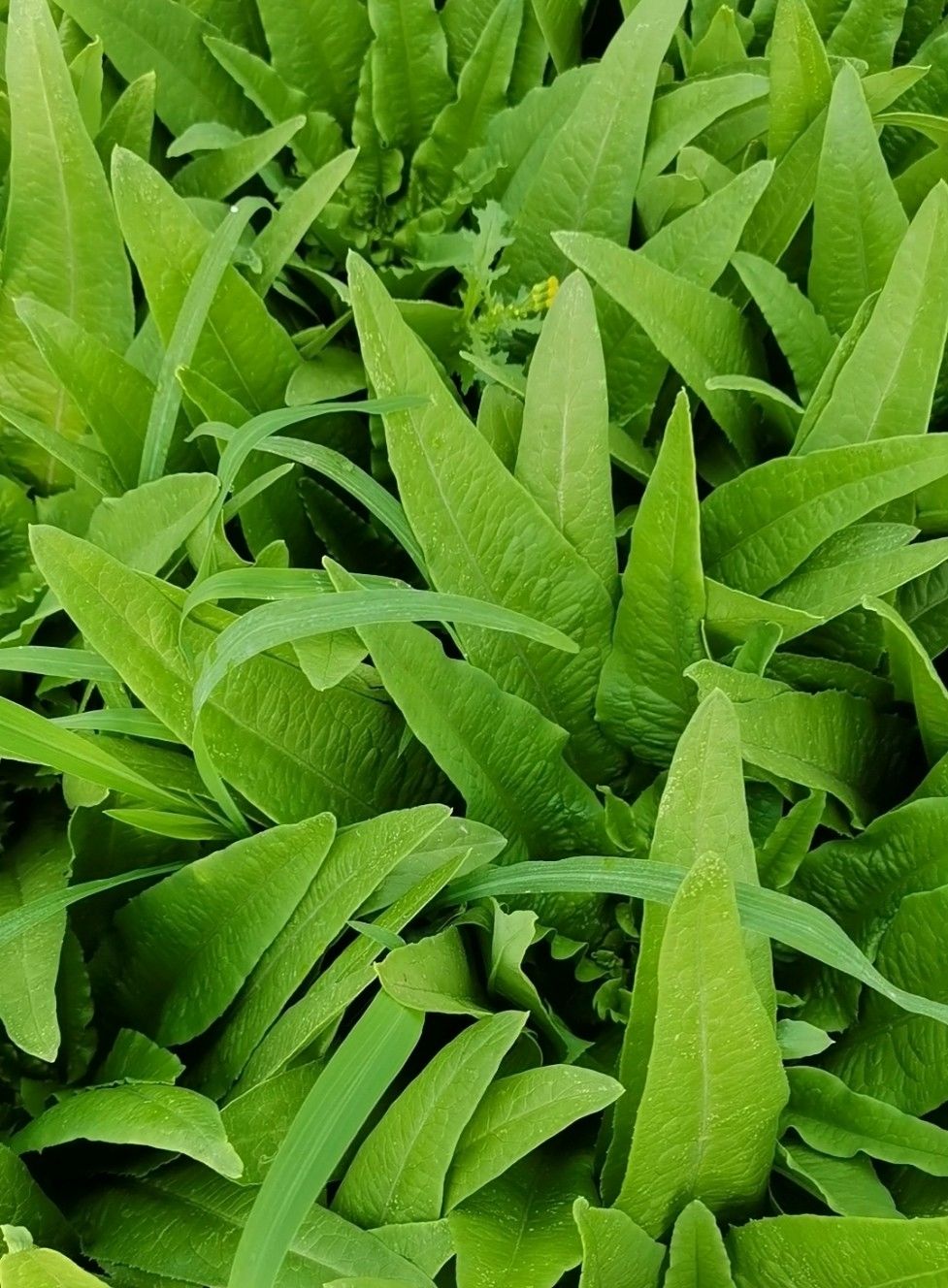 云南高原蔬菜新鲜油麦菜当季农家自种莜麦菜牛俐生菜时令叶菜3斤 8斤