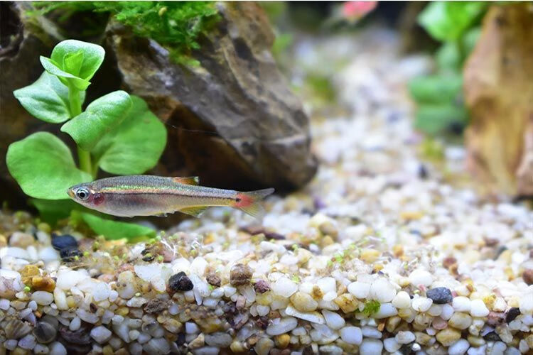 瑾伦冷水鱼白云金丝鱼小型鱼观赏鱼活体淡水鱼原生鱼草缸鱼好养不加温