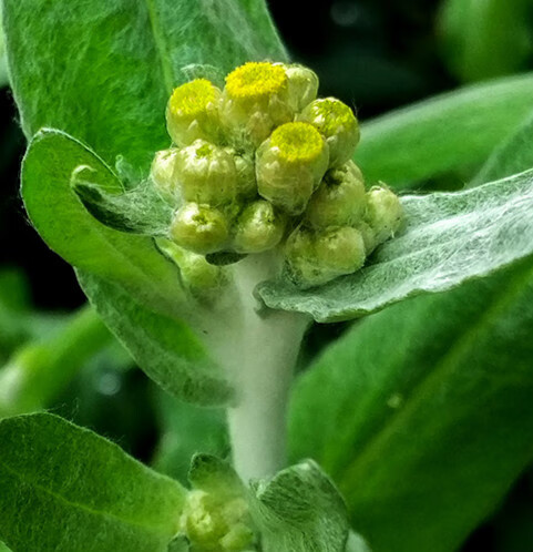 鲜美惊 清明草新鲜鼠曲草野生水牛草佛耳草绒毛草时令野菜3斤鼠麴草