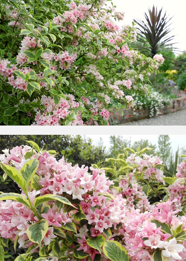 庭院绿化苗木红王子锦带五彩花叶锦带树苗耐寒旱花园阳台花卉植物红