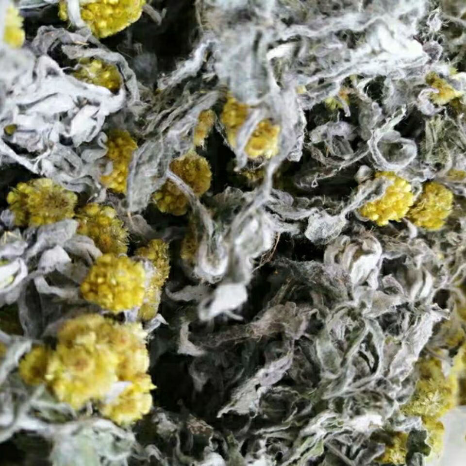 正宗清明草新鲜晒干鼠曲草清明菜绒毛鼠麴佛耳草干清明果500克