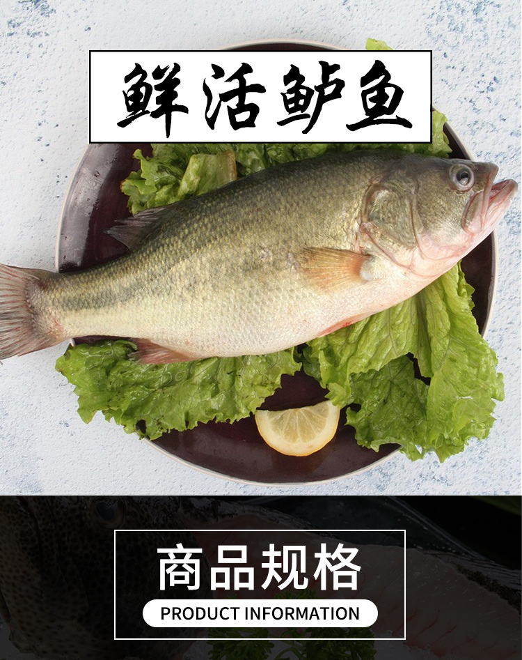 活鲜乐食港鲜活鲈鱼新鲜鲈鱼清蒸海鲜水产鱼类活鲈鱼1条600g