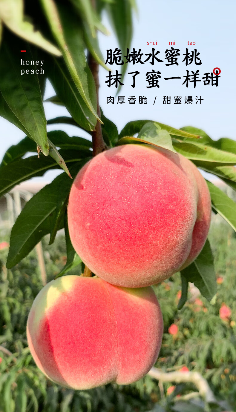 山东金秋红蜜桃子水果冬桃9斤水蜜桃新鲜当季脆甜整箱雪蜜桃秋桃 3斤