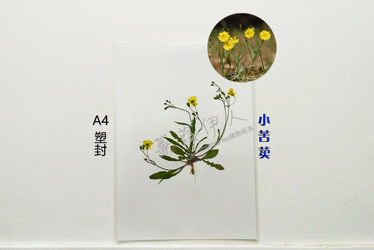 全株植物标本整株腊叶画框真花小草塑封中药过塑根茎叶花果实种子