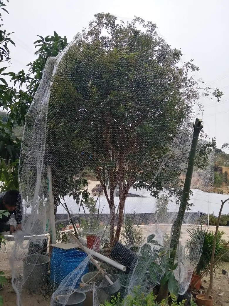 果树防鸟用网樱桃树网嘉宝家用防鸟网防鸟罩果树专用网5米宽5米长用于