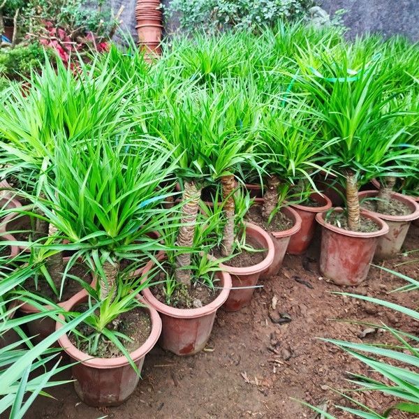 大型绿植龙须树多头龙血树龙铁树室内客厅盆栽花卉植物办公室盆景xw独