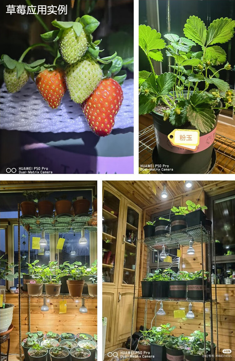 全光谱草莓多肉花卉蔬菜绿植种植生长补光灯室内仿太阳光照灯亚咖7w