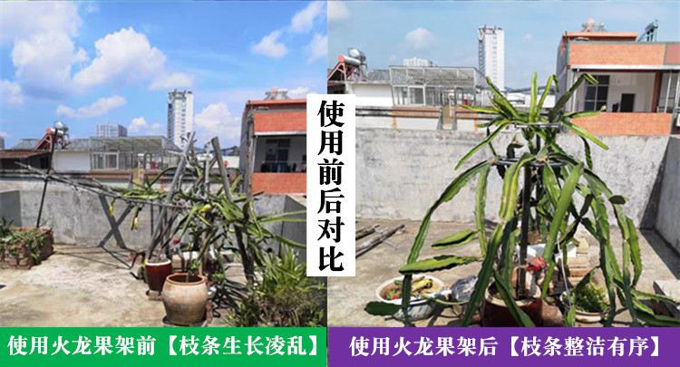 火龙果支架不锈钢种植专用架支撑架子花架盆栽地栽火龙果苗顶圈加厚