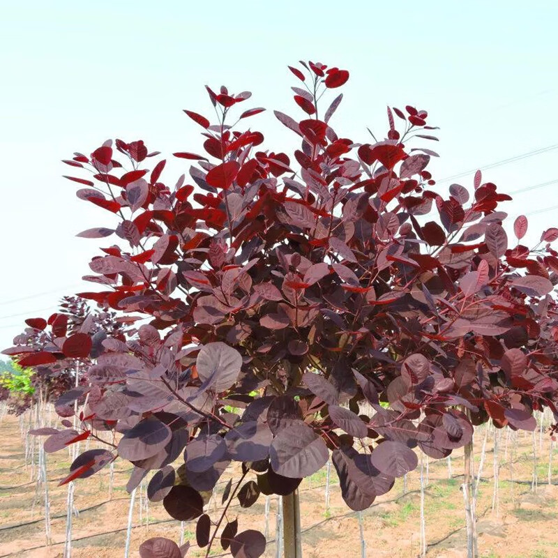 烟树美国红栌香山红叶黄栌棒棒糖造型美国紫叶红栌彩叶树种美国紫叶