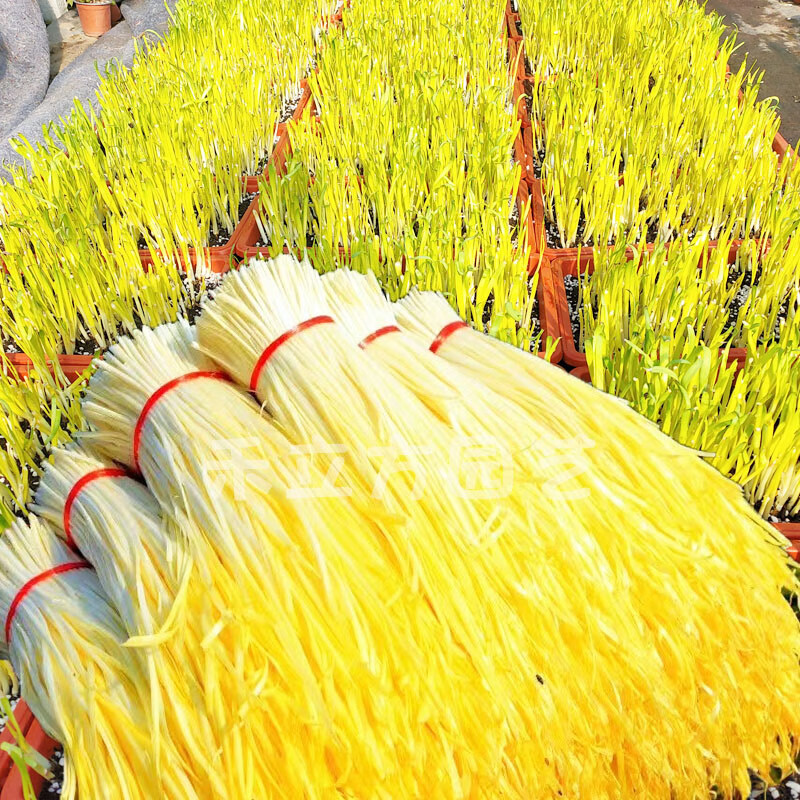 耐寒韭菜种籽富韭黄韭菜籽四季宽叶韭菜黄大田基地专用品种冬圣九号