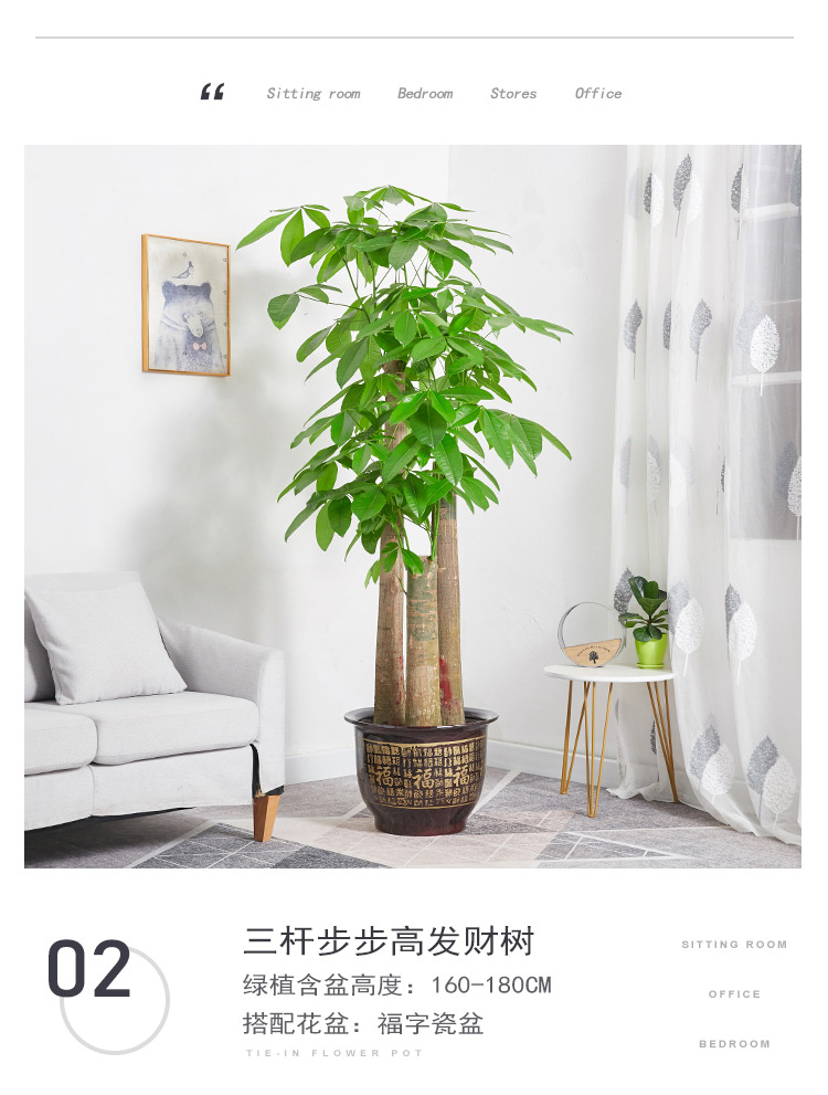 步步高发财树盆栽室内客厅办公室大型植物广州佛山三杆发财树绿植 高
